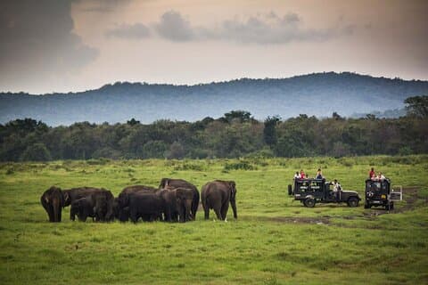 Ella: Transfer till Tangalle/Mirissa/Galle & Yala/Udawalawe Safari