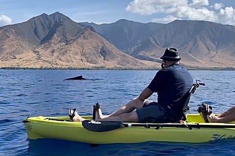 Observation des baleines et visite panoramique au départ de Kayak