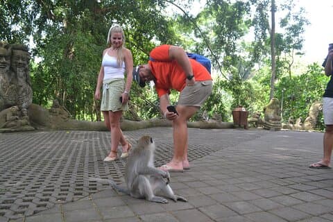 Ubud Monkey Forest Sanctuary Tours