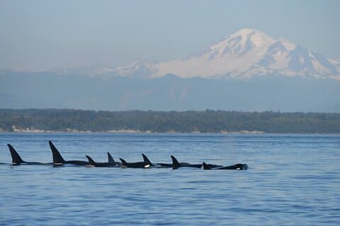 Only Wildlife and Whale Watching Tour Leaving from Seattle