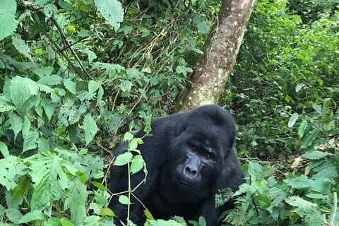 3 Days Uganda Gorilla trek Safari Tour