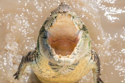 Cruzeiro de crocodilo saltador de 1 hora no rio Adelaide