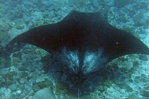 Nusa Penida Complate-Tour