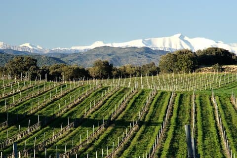 Full-day Somontano Wine Excursion and Visit Alquezar