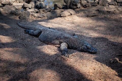 2-Day Komodo National Park and Rinca Island Wildlife Adventure from Bali