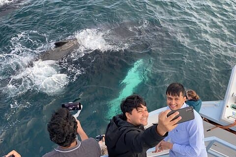 2 Hours Guided Whale and Bird Boat Tour in Bay Bulls