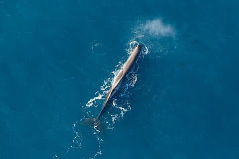 Kaikōura Whale Watching - Whales and Cray Tails