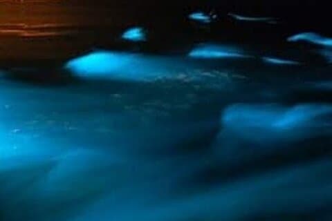 Tour della laguna luminosa da Montego Bay (privato)