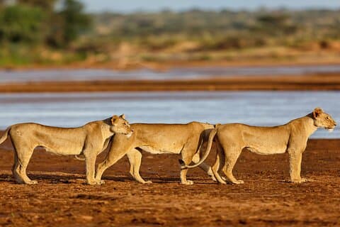 Safari de 7 días en Kenia Sarova