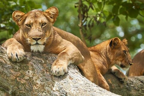 7 Tage Big 5, Schimpansen- und Gorillajagd