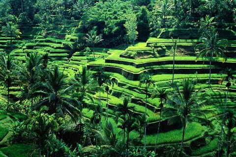 Beste Ubud-Kultur mit Einkaufsbummel