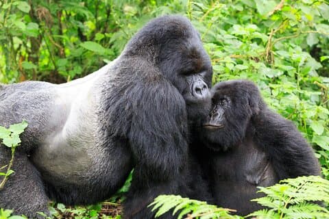3 Days Bwindi Gorilla Trekking tour
