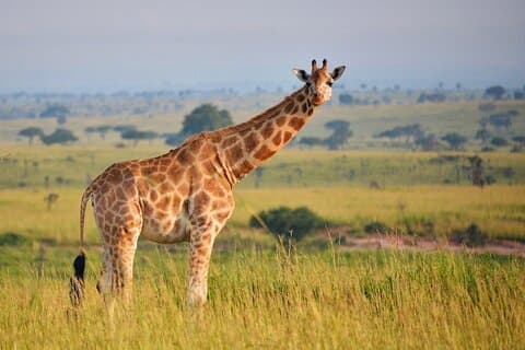 2-tägige private Safari im Murchison Falls National Park