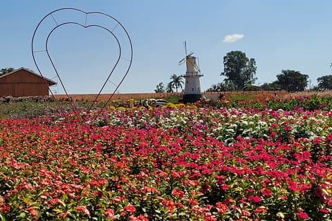 Holambra - The City of Flowers