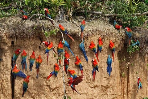 Vive la Amazonía en Tambopata Tour de 4 días