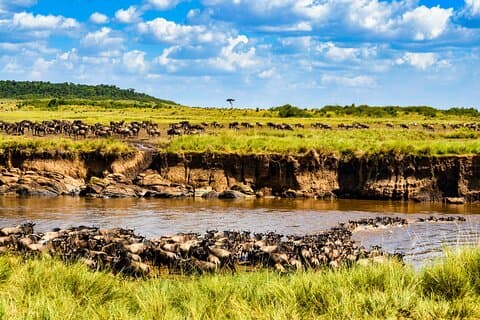 8 - Journée Safari Grumeti inoubliable – Excursion de luxe (mai-juillet)
