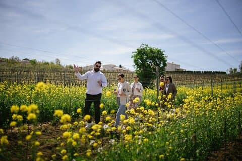 Istria Wine Tour from Rijeka and Opatija