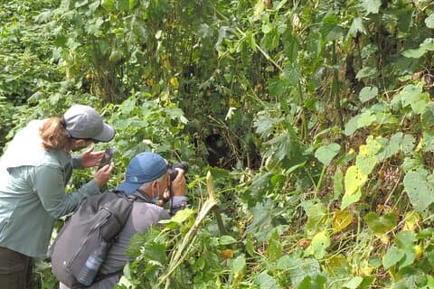 8-Day Ultimate Uganda Adventure: Gorillas, Chimps & Savannah