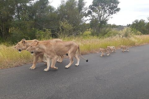 Tour al parque nacional Kruger 4 días / 3 noches (camión safari abierto)