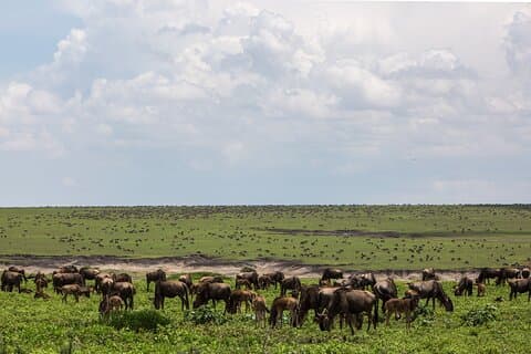 10-Day Wildebeest Migration Calving Safari -All Inclusive