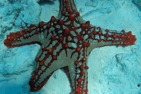 Restaurante Zanzibar Starfish Blue Lagoon Snorkeling e Rock