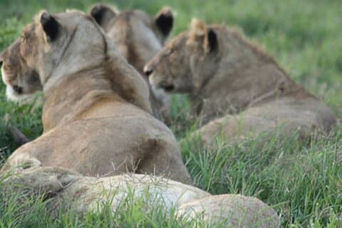 Excursión privada de safari de 4 días al Parque Nacional Mikumi y al Parque Nyerere