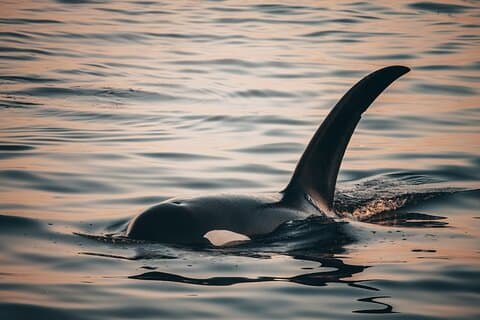 Vancouver Sunset Whale Watching Adventure com fotos gratuitas