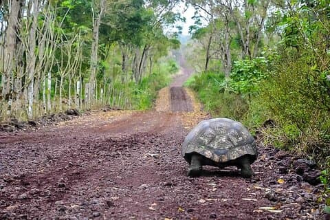 Quito en Galapagos 5 dagen / 4 nachten