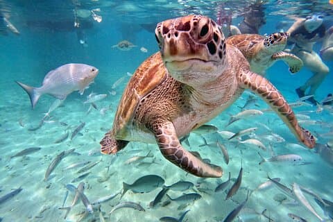 Unforgettable Sea Turtle Swim & Grote Knip Beach Escape