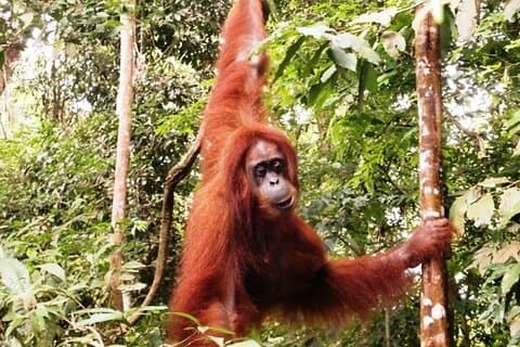 Two-Day Jungle Trekking For School, Private
