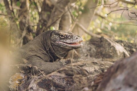 Excursão de aventura de dia inteiro à Ilha de Komodo com ingresso no Speed Boat tur