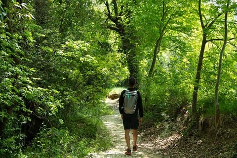 Walking Tour to Discover the Secular Beech Trees from Elcito