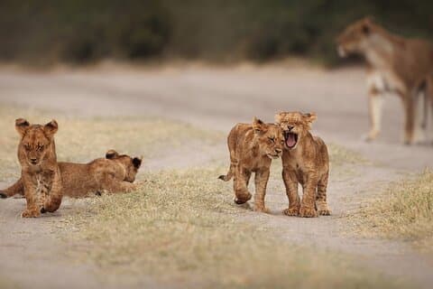 4 Day Kruger Safari with Panorama from Johanensburg