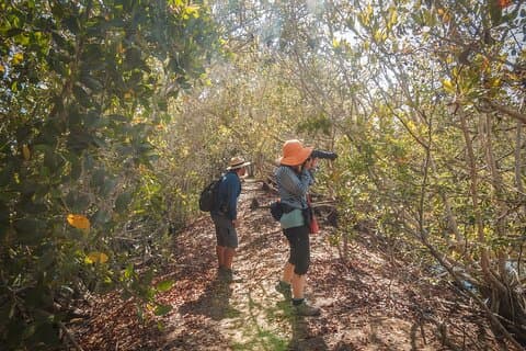 Bird Watching Mazatlán - Birding Tour