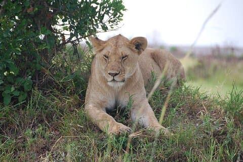 4 días Masai Mara, Parque Nacional Lago Nakuru Safari Privado