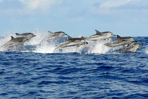 Dolphin Tour, Kuza Cave, Secret Garden, Stone Town, Salaam Cave