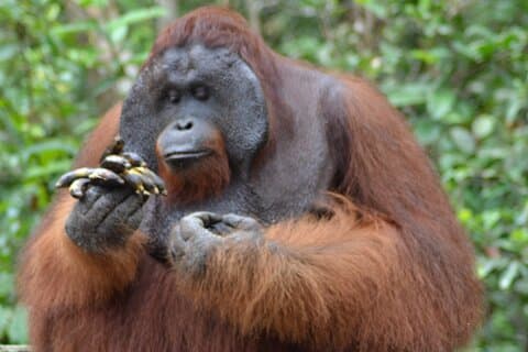 Orang-oetan Safari Kelotok woonboot 3 dagen 2 nachten privé