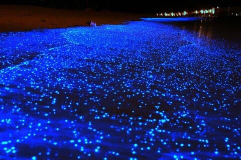 Holbox Bioluminescence Private Tour by Golf Cart