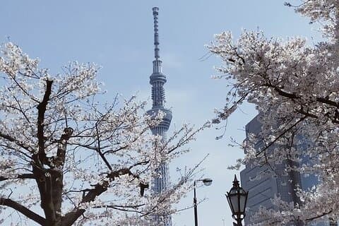 Cherry Blossom Highlights, Asakusa, Ueno, Imperial Palace Garden