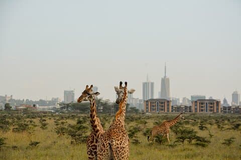 Halbtägiger Nairobi-Nationalpark und Massai-Markt mit Abholung