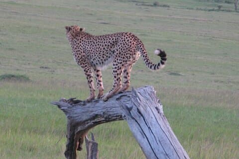 2 dagar - Masai mara privat guidad tur från Nairobi
