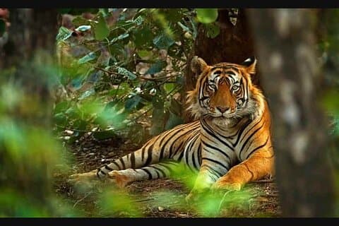 2 Days : Jhalana Leopards & Ranthambore Tiger Safari From Jaipur