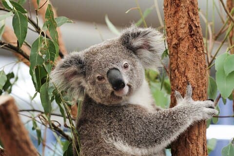Tarjeta de un día para Lone Pine Koala Sanctuary