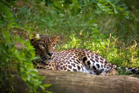 2 dages tur til Wilpattu & Anuradhapura fra Colombo
