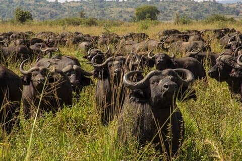 5-dagers Sipi Falls og Kidepo Wildlife Tour