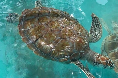 Heldagstur Snorkling med skildpadder i Akumal, Tulúm og Playa del Carmen