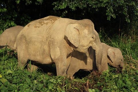 Deramakot Forest Safari Tour 3D2N