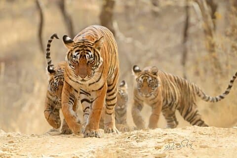 Samme dag Ranthambore & Jhalana Leopards Safari fra Jaipur