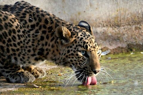 Leopard Wildlife Safari at Amagarh Park Including Transfers
