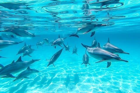 Hurghada: Dolphin House Satayeh Reef Snorkeling Red Sea Trip